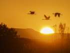 Sandhill cranes flying by the sun at sunrise, Bosque del Apache NWR, New Mexico Art Print